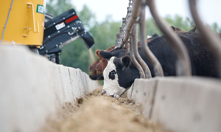 Cattle eating their feed distributed by a Vermeer feed wagon